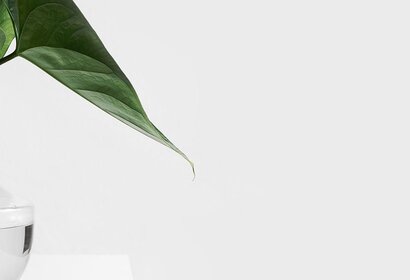 Welke plant moet je nemen om beter te slapen?